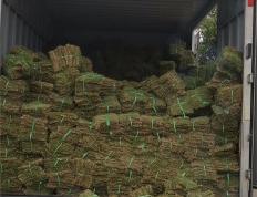 虎扑网址-特夫摩尔球场草皮维护技(jì)术(一次高尔夫球场草皮保养要用多少水)